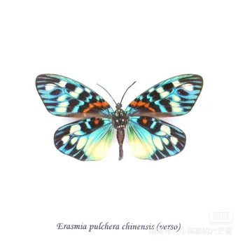 Erasmia pulchera chinensis nekilnojamojo kandys vabzdžių fotografijos kolekcija gamtos dovanos 